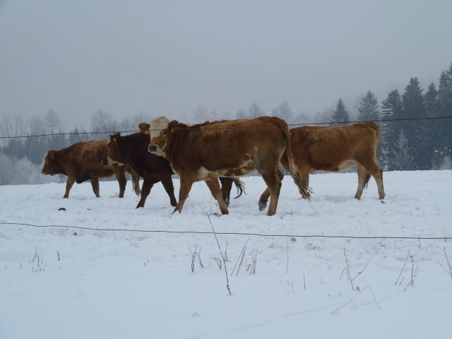 Z vychzky Kopivn_Rovinka_Hanuovice. ved.Hruba,foto SlvkaaVojtaKrej